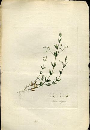 Stellaria Uliginosa, Bog Stichwort [from Flora Londinensis, 1789-1798]