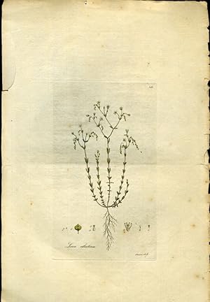 Linum Catharticum, Purging Flax [from Flora Londinensis, 1789-1798]