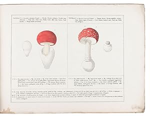 Prospetto cromo-litografíco confrontativo tolto dal vero dei funghi mangerecci coi funghi velenos...