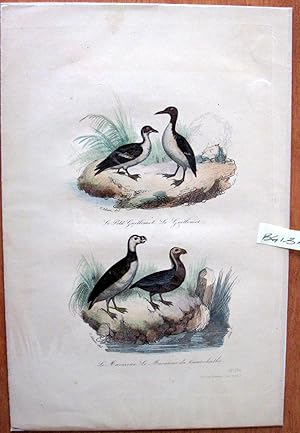 Seller image for Antique Bird Print. Auks. for sale by Ken Jackson