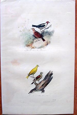 Antique Bird Print. Linottes.