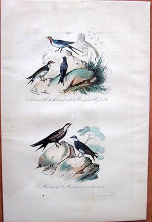 Antique Bird Print. Swallows.