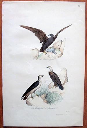 Antique Bird Print. Eagle and Buzzards.