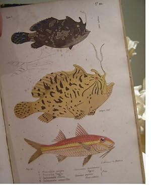 Seller image for 1851 Memorias sobre la Historia Natural de Cuba de Felipe Poey Vol 1 & Vol 2 Complete Nice work Cuban Natural History Rare for sale by Miramar Antiques Art and Books Co. SL