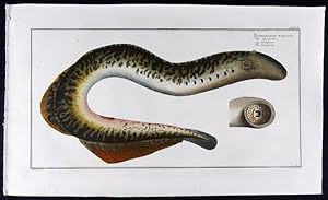 Imagen del vendedor de Petromizon marinus - Die Lamprete - La Lamproie - The Lamprey (modern: Petromyzon marinus). a la venta por Antiquariat Stefan Wulf