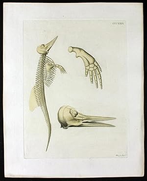 Delphinskelett - Dolphin Skeletton