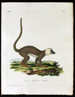 Lemur albifrons Audeb. - Weißkopfmaki