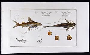 Bild des Verkufers fr Silurus Clarias - Der Langbart - Le Barbarin (modern: Pimelodus blochii), Silurus ascita - Der Platzbauch - Le Ascite (modern: Arius ascita) zum Verkauf von Antiquariat Stefan Wulf