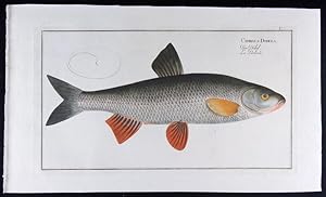 Cyprinus Dobula - Der Döbel - La Dobule (modern: Leuciscus leuciscus)