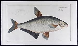 Imagen del vendedor de Cyprinus Ballerus - Die Zope - La Sope (modern: Abramis ballerus) a la venta por Antiquariat Stefan Wulf