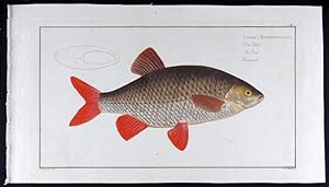 Imagen del vendedor de Cyprinus Erithrophthalmus - Die Pltze - The Rud - Rotengle (modern: Scardinius erythrophthalmus) a la venta por Antiquariat Stefan Wulf