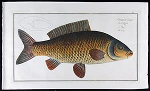 Cyprinus Carpio - Der Karpfen - Le Carp - The Carp.