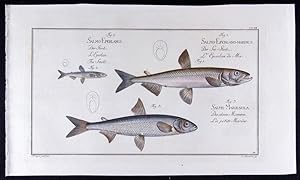 Imagen del vendedor de Salmo Eperlano-marinus - Der See-Stint - L'Eperlan de Mer (modern: Osmerus eperlanus), Salmo Eperlanus - Der Stint - L'Eperlan - The Smelt (modern: Osmerus eperlanus), Salmo Maraenula - Die kleine Maraene - La petite Marne (modern: Coregonus albula) a la venta por Antiquariat Stefan Wulf