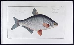 Imagen del vendedor de Cyprinus Blicca - Die Gster - La Bordeliere (modern: Abramis bjoerkna) a la venta por Antiquariat Stefan Wulf