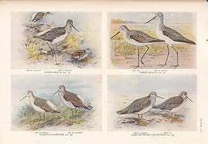 Image du vendeur pour The Handbook of British Birds. Volume IV. Cormorants to Crane mis en vente par Barter Books Ltd