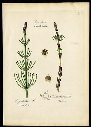 Sumpf-Schachtelhalm (Equisetum palustre) - Wald-Schachtelhalm (E. silvaticum)