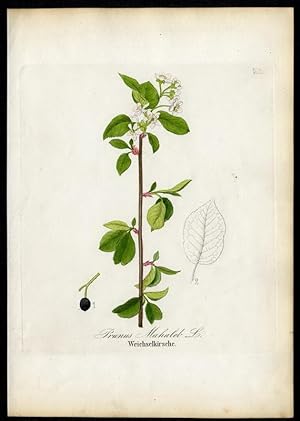 Weichselkirsche - Prunus Mahaleb