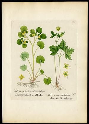 Abwechselndblättriges Milzkraut (Chrysosplenium alternifolium) - Gemeines Bisamkraut (Adoxa mosch...