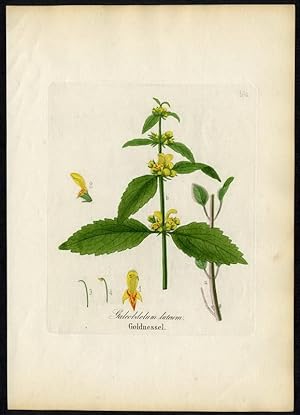 Goldnessel (Galeobdolum luteum)