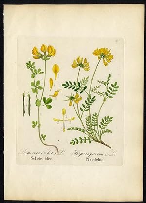 Schotenklee (Lotus corniculatis) - Pferdehuf (Hippocrepis comosa)