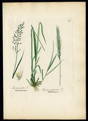 Bild des Verkufers fr Hain-Rispengras (Poa nemoratis) - Wald-Haargras (Elymus europaeus) zum Verkauf von Antiquariat Stefan Wulf