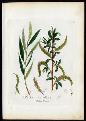 Bild des Verkufers fr Dotter-Weide Salix vitellina zum Verkauf von Antiquariat Stefan Wulf