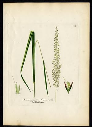 Wald-Reithgras (Calamagrostis silvatica)