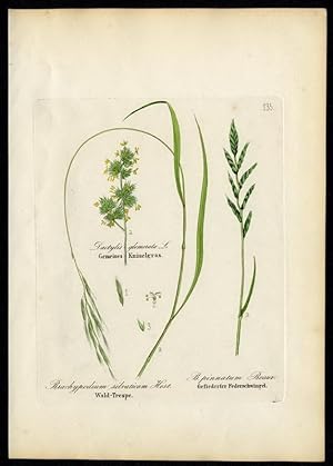 Wald-Trespe (Brachypodium silvaticum) - Gefiederter Federschwingel ( Brachypodium pinnatum)