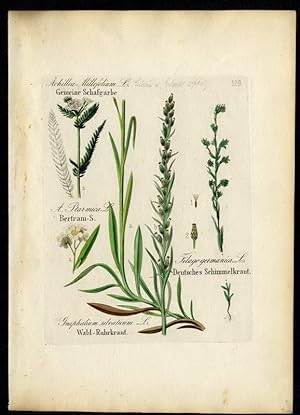 Gemeine Schafgarbe (Achillea millefolium) - Bertram-Schafgarbe (A. Ptarmica) - Wald-Ruhkraut (Gna...