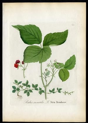 Stein-Brombeere - Rubus saxatilis