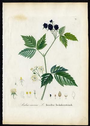 Bereifter Bocksbeerstrauch - Rubus caesius