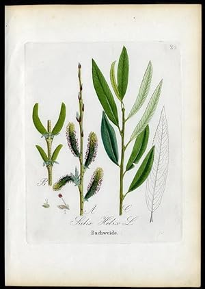 Bachweide - Salix Helix