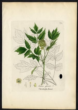 Christophs-Kraut (Actaea spicata)