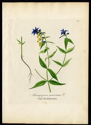 Wald-Wachtelweizen (Melampyrum memorosum)
