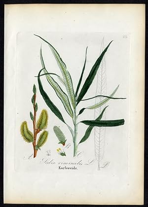 Korbweide - Salix viminalis