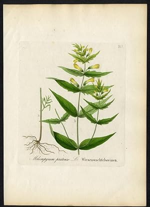 Wiesenwachtelweizen (Melampyrum pratense)