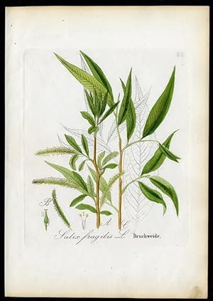 Bild des Verkufers fr Bruchweide - Salix fragilis zum Verkauf von Antiquariat Stefan Wulf