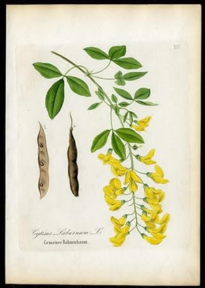 Gemeiner Bohnenbaum - Cytisus Laurnum