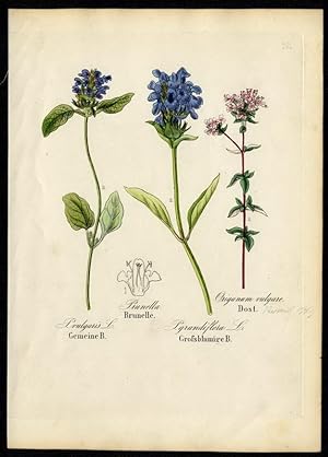Gemeine Brunelle (Prunella vulgaris) - Großblumige Brunelle (P. grandiflora) - Dost (Origanum vul...