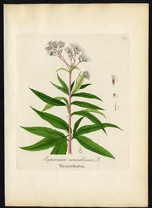 Wasserdosten (Eupatorium cannabinum)