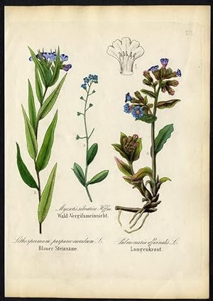 Blauer Steinsame (Lithospermum purpureo-caeruleum) - Wald-Vergißmeinnicht (Myosotis silvatica) - ...