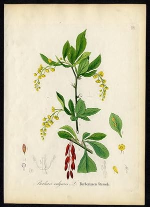 Berberizzen-Strauch - Berberis vulgaris