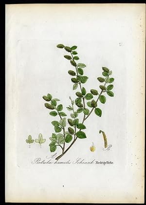 Bild des Verkufers fr Niedrige Birke - Betula humilis zum Verkauf von Antiquariat Stefan Wulf