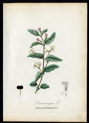 Bild des Verkufers fr Schwarze Heckenkirsche - Lonicera nigra zum Verkauf von Antiquariat Stefan Wulf