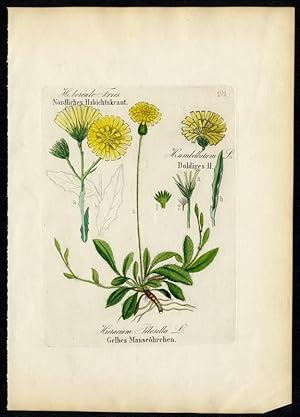 Nördliches Habichtskraut (Hieracium boreale) - Doldiges Habichtskraut (H. umbellatum) - Gelbes Ma...