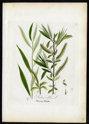 Bild des Verkufers fr Weisse Weide - Salix alba zum Verkauf von Antiquariat Stefan Wulf