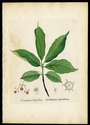 Breitblättriger Spindelbaum - Evonimus latifolius