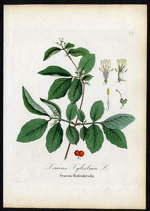 Bild des Verkufers fr Gemeine Heckenkirsche - Lonicera Xylosteum zum Verkauf von Antiquariat Stefan Wulf