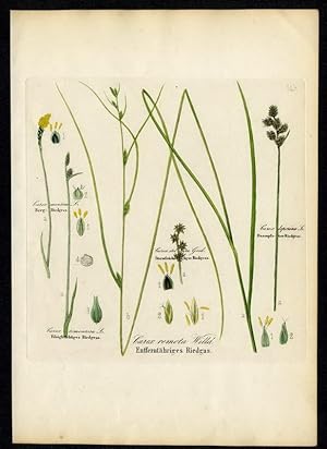 Filzigfruchtiges Riedgras (Carex tomentosa) - Entferntähriges Riedgras (Carex remota) - Berg-Ried...