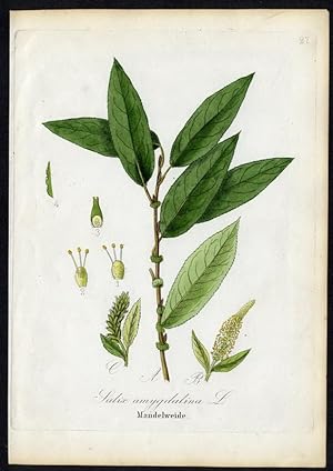 Bild des Verkufers fr Mandelweide - Salix amygdalina zum Verkauf von Antiquariat Stefan Wulf